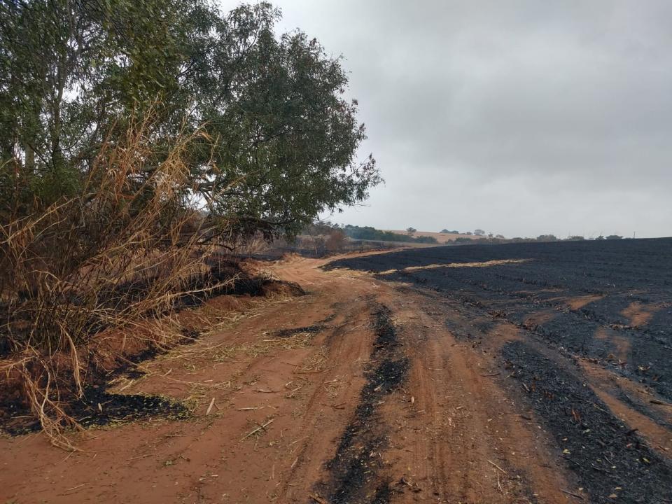 Foto 7 de 8 — Empresa é autuada em mais de R$ 1,4 milhão após queimada destruir área em Matão